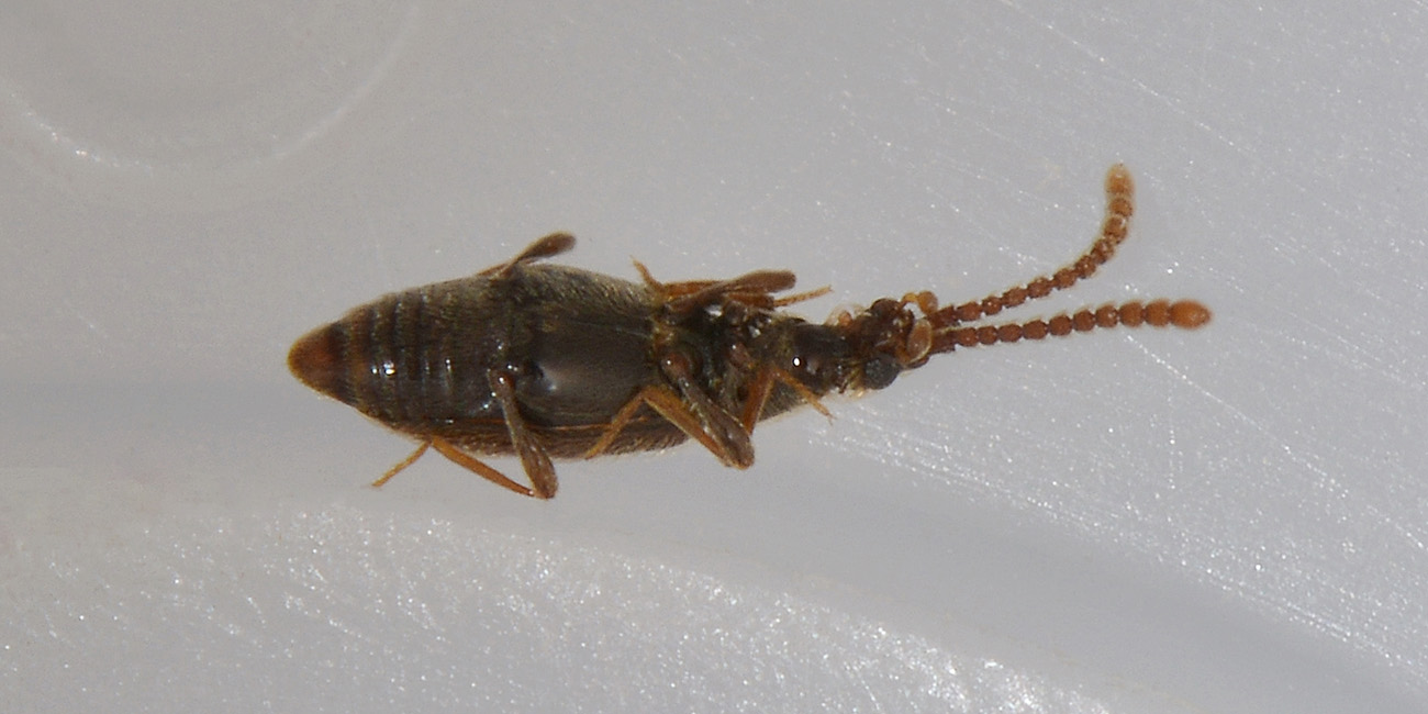 Scydmaenidae, con gli orecchini? Chevrolatia insignis